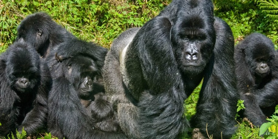 Gorillagruppen In Uganda – Bwindi Und Mgahinga Nationalpark