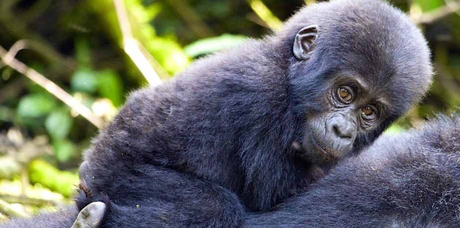 Rules and regulations for gorilla trekking
