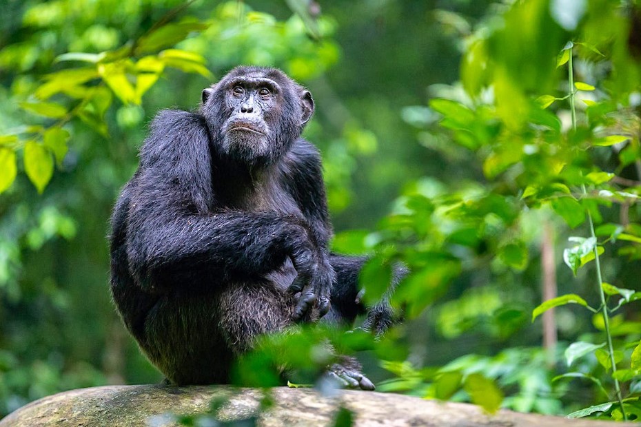 Schimpansenreisen in Uganda.