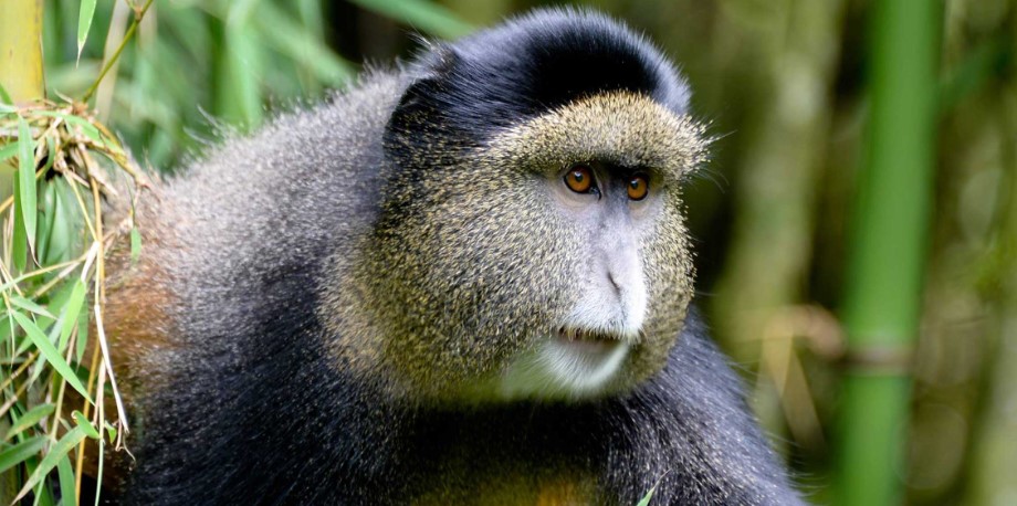 Sind Primatenreisen in Ruanda wirklich ihr Geld wert?