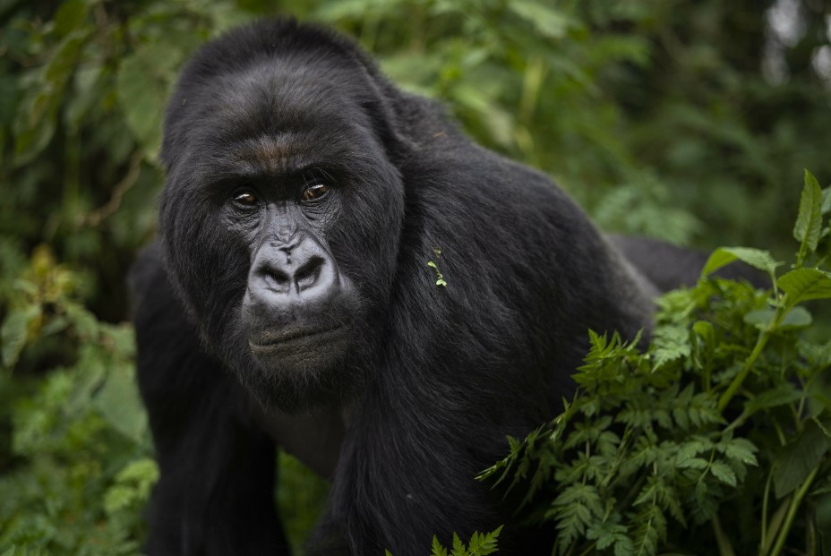 Trekking-Gorillas im Bwind-Forest-Nationalpark, Massgeschneiderte Uganda Reisen