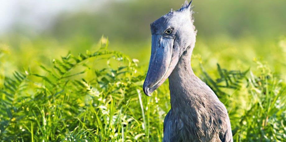Vogelbeobachtung in Uganda