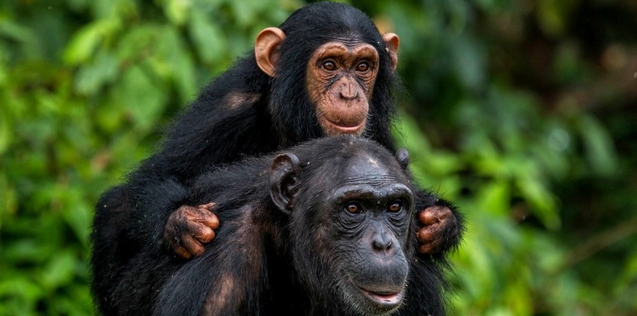 Wie hoch sind die Kosten für Schimpansenreisen in Uganda?
