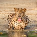 12-Days Uganda Luxury Wildlife And Primate Encounter Safari