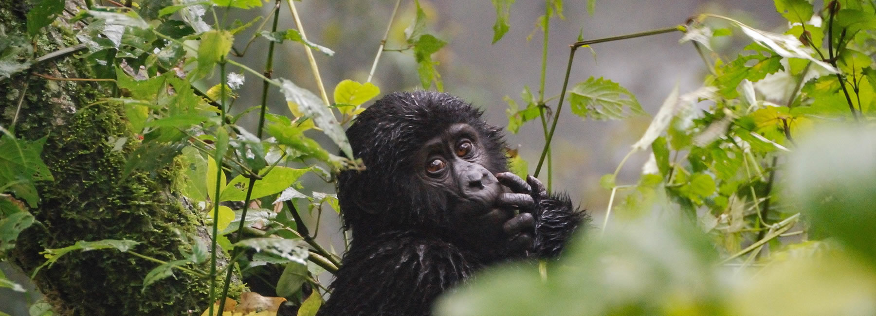 5 Days Mountain Gorilla Trekking And Wildlife Safari
