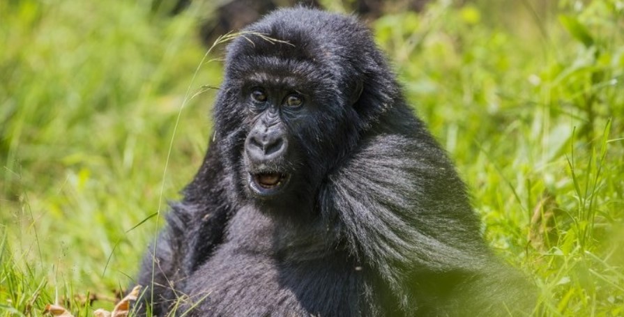 Mgahinga Gorilla National Park Activities: The park is well-known harboring for gorillas and golden monkeys as well as a home to over 390 bird species