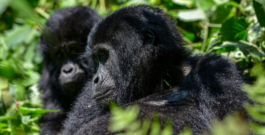 African Gorilla permit is a type of document that allows tourists to search for gorillas in their natural habitats well known as the rainforests of Africa