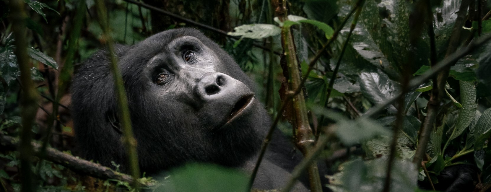 3 Days Uganda Mountain Gorilla Trekking Safari