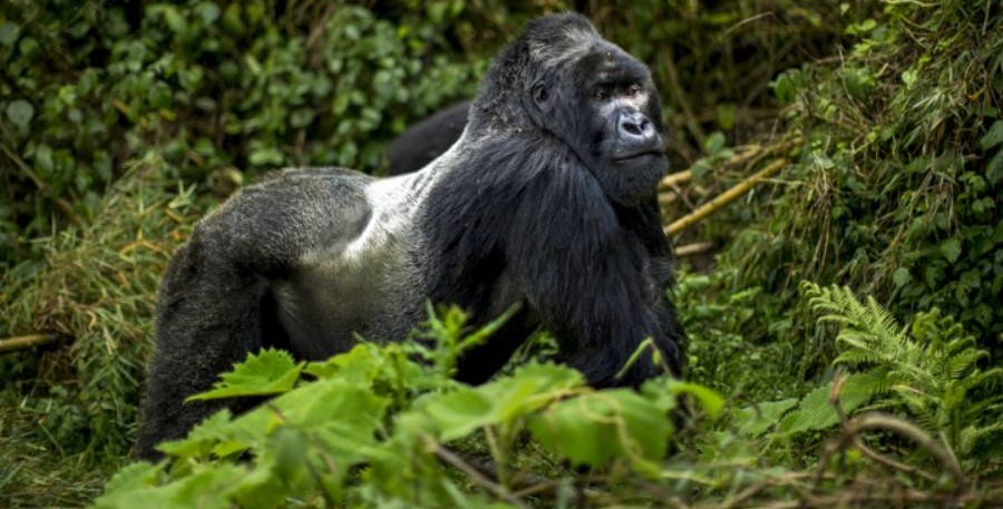 Gorilla Trekking in Rwanda at a Discount: This is the most rewarding tourism activity and top activity for travelers intending for primate safaris in Rwanda