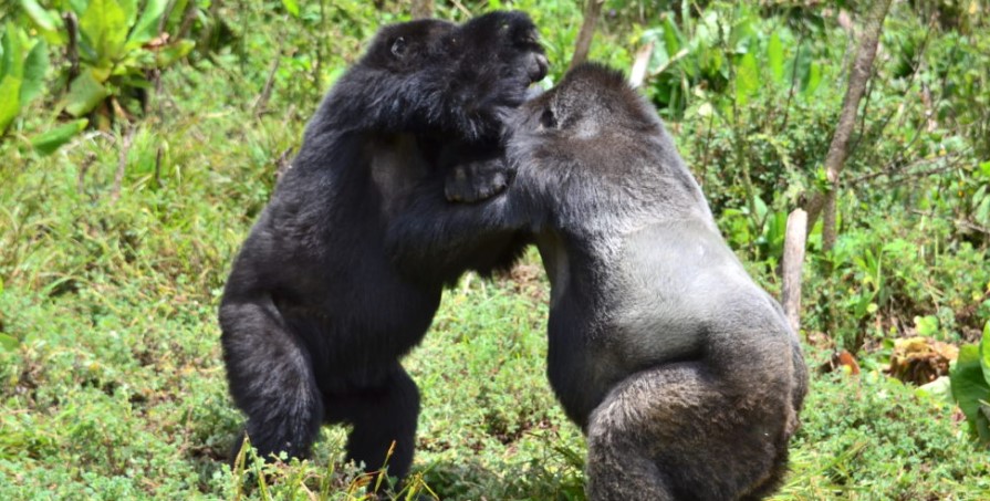 Gorilla tracking in Uganda and Rwanda