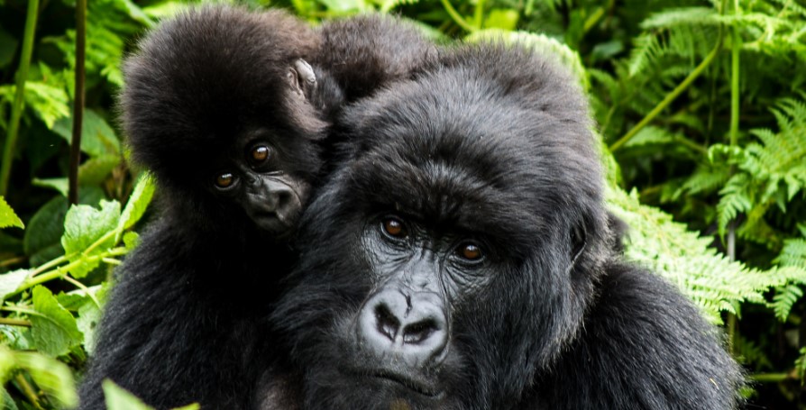 Gorilla trekking prices in East Africa: The cost of gorilla hiking is one of the most important aspects of the gorilla safari experience in Africa