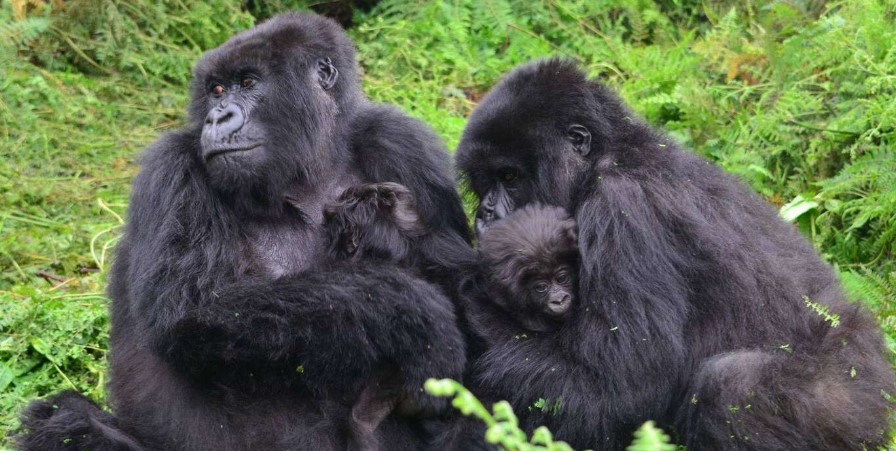 How frequently do gorillas give birth: Before they may have a kid, mountain gorillas must first obtain the right to mate with an adult male in a family
