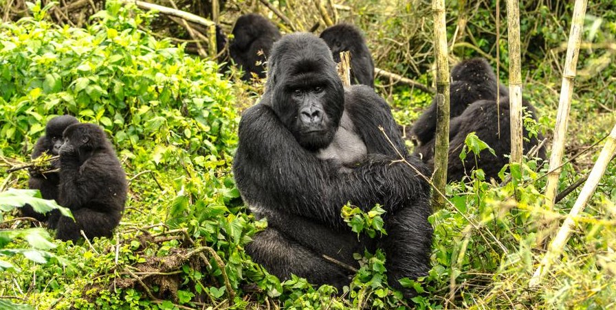 Volcanoes and Mgahinga Park Combine Safari: These two national parks are fantastic sites for gorilla trekking and golden monkeys on the African continent