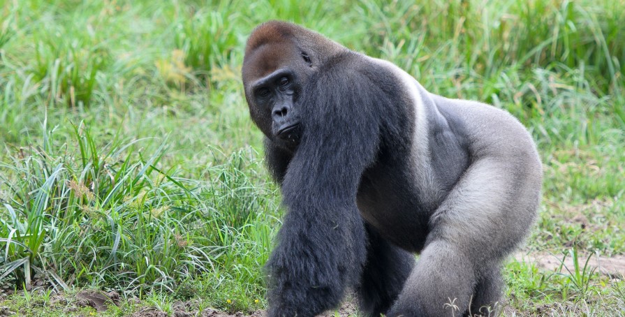 Western Lowland Gorillas are subspecies of the genus Gorilla and one of only three gorilla superspecies and is listed as endangered found in the D R Congo