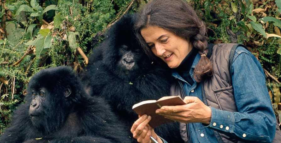 Who killed Dian Fossey?: This American primatologist has made significant contributions to the protection of gorillas on African continent