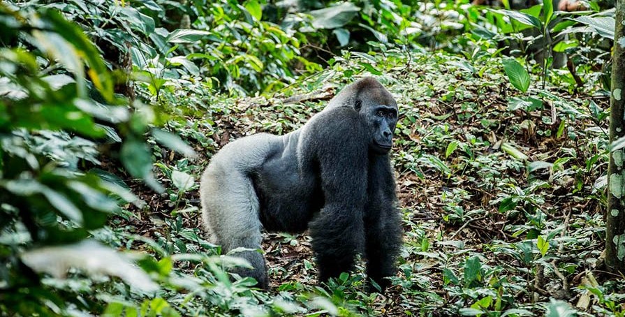 Why did you opt for gorilla trekking in the Congo?: The country is one of Africa's top gorilla destinations offering one of the best gorilla safaris