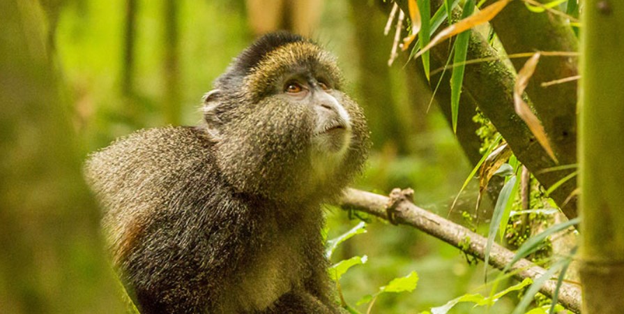 Golden Monkey Trekking in Uganda and Rwanda is another primate activity carried out in Mgahinga Gorilla Park in Uganda and Volcanoes National Park in Rwanda
