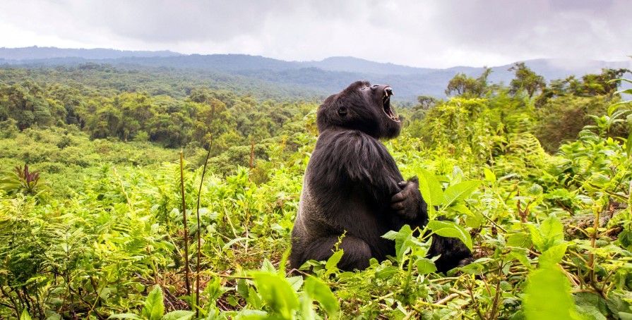 Wildlife safaris in volcanoes national park: The diversity of wildlife in this Park makes it the most visited in Rwanda such as Primates, animals etc
