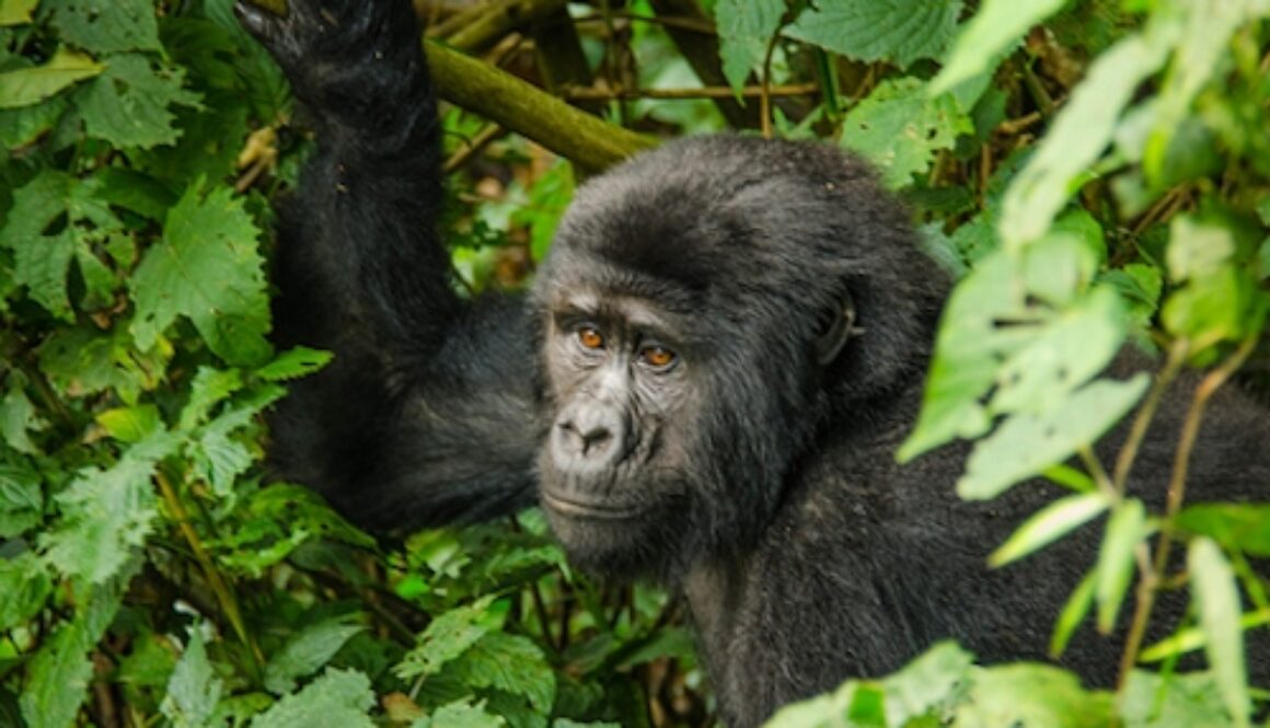 Trekking para ver gorilas en Uganda