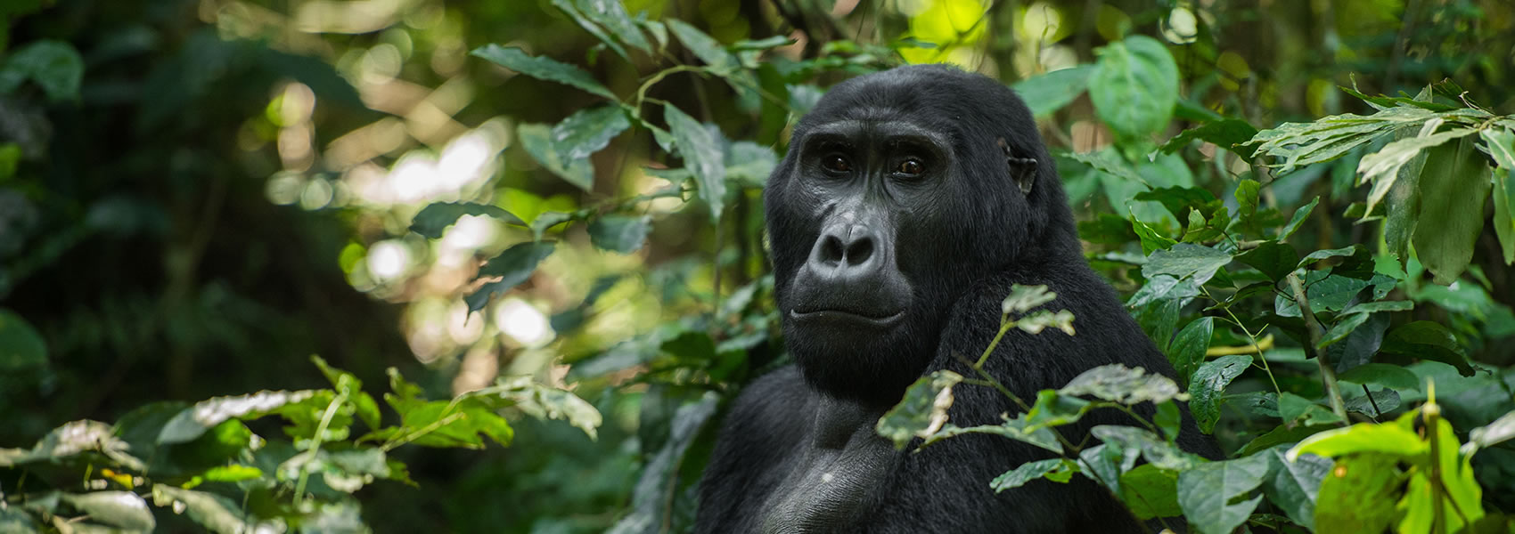 14-Days Uganda Wildlife And Primate Experience Safari
