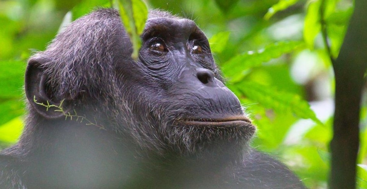 5 Days Bwindi and Kibale Forest National Park: Gorilla trekking and chimpanzee trekking is best experienced in Uganda along side other tourist activities