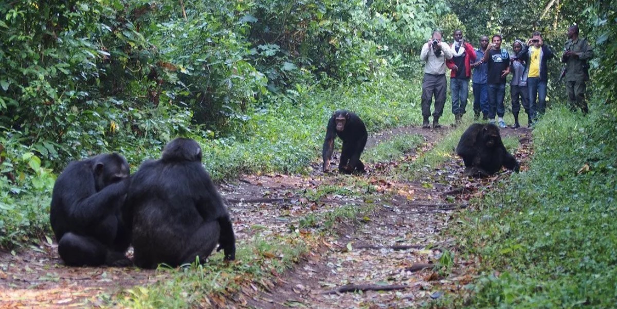 Activities done in Kibale forest National Park: The park is popular for being the best tropical rain forest in Uganda and home to endangered primate species