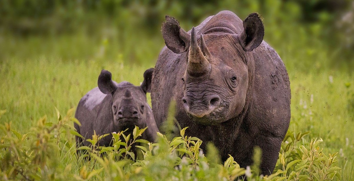 Facts about Akagera Rhinos: Akagera National Park is one of the best destinations where the rhinos have been reintroduced and are easily seen on game drives