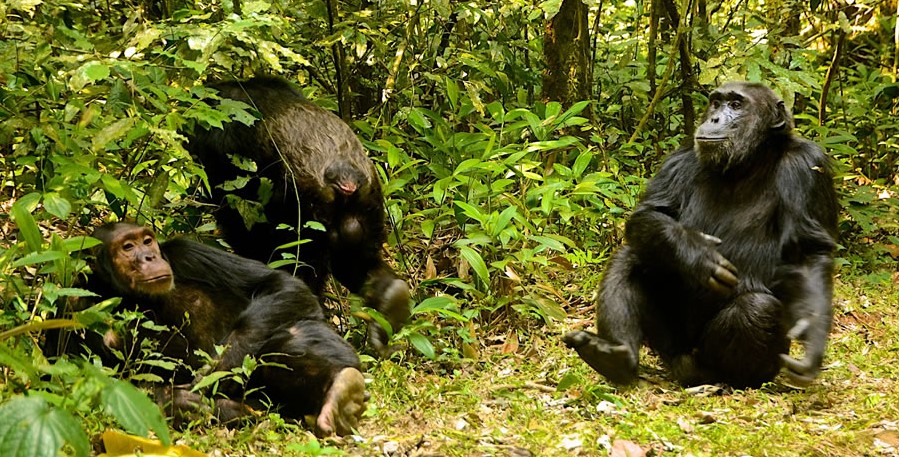 Fees for Nyungwe National Park: This is Rwanda's primate capital that includes chimpanzee and other primates, which is why many people visit the country