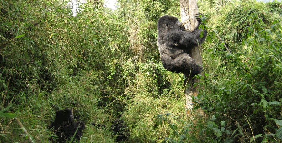 Gorilla trekking destinations in Uganda: Uganda is the most impressive gorilla hiking destination in Africa, with the highest population of gorillas