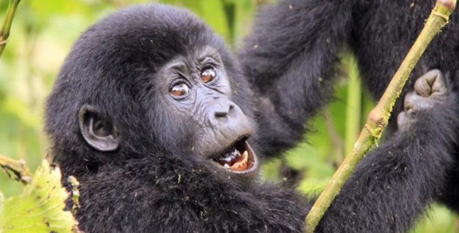 Gorilla trekking permit prices in Rwanda
