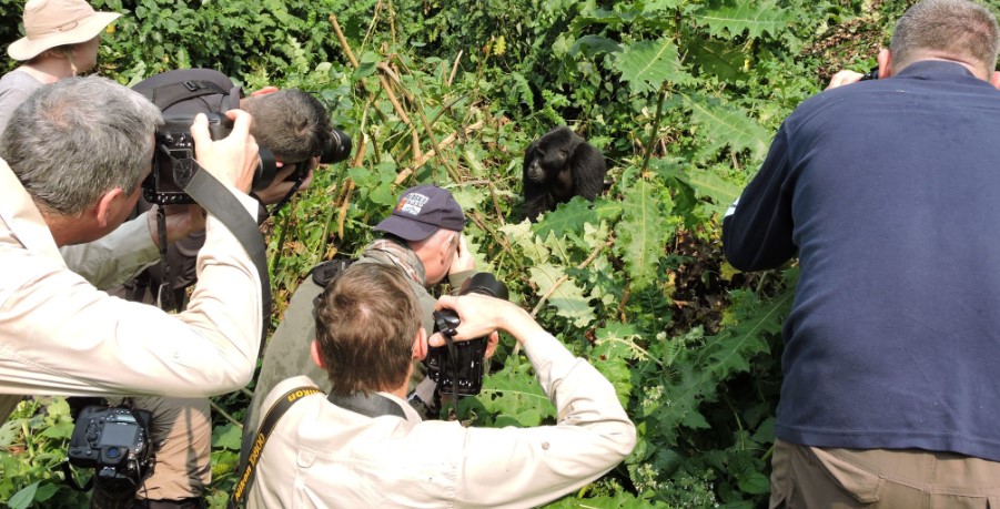 How many people can trek gorilla at once: Gorilla tracking is among the most rewarding safari activity in Africa that attract very many visitors