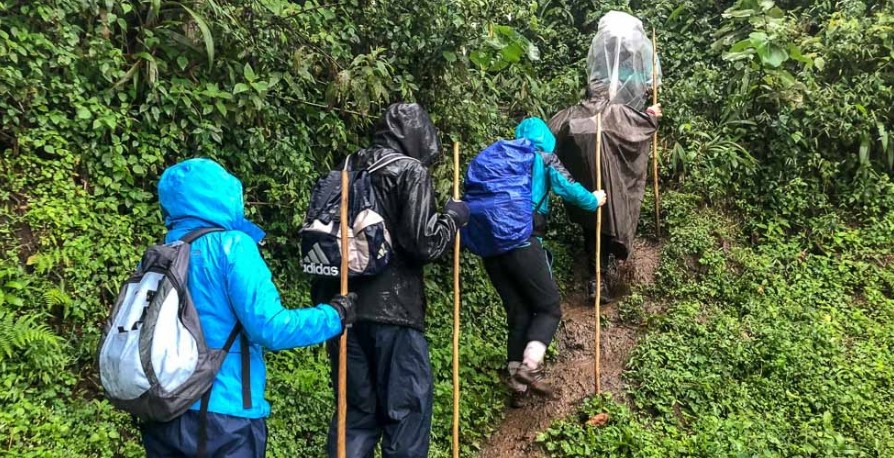 Packing for a primate safari in Rwanda: It is the most rewarding tourist activity in the country that include chimpanzee, gorilla and golden monkey