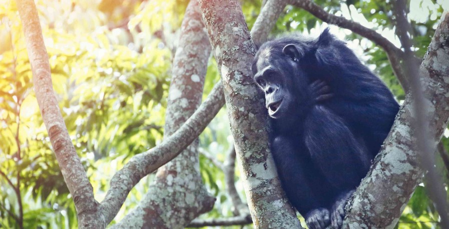 Primate trips in Nyungwe forest National Park: Although Rwanda is best known for its gorillas in Volcanoes National Park, it is also has chimps, monkeys