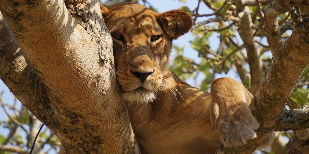 Tourism attractions in Queen Elizabeth National Park: Uganda's Largest park a home to tree climbing lions in Ishasha and 95 mammal species and 612 birds