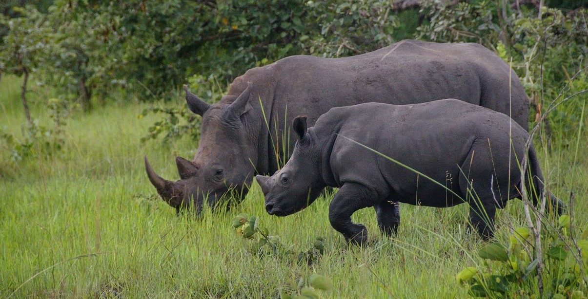Activities to do in ziwa sanctuary