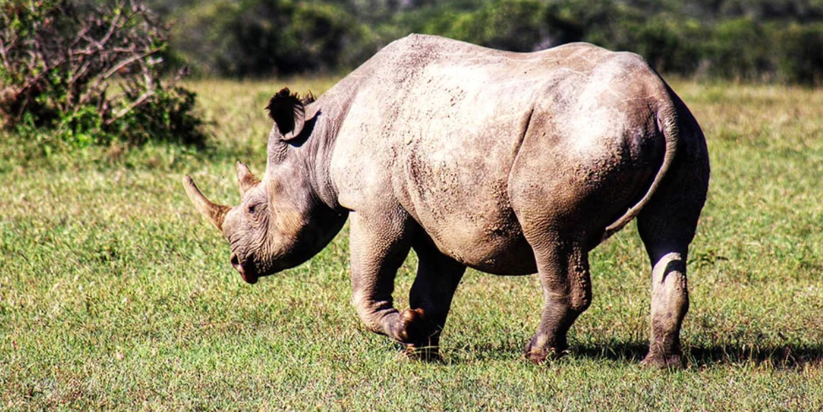 Filming in Black rhinos in Ol Pejeta Conservancy: It's one of the species that are extinct and it has the eastern, southern, and southwestern subspecies