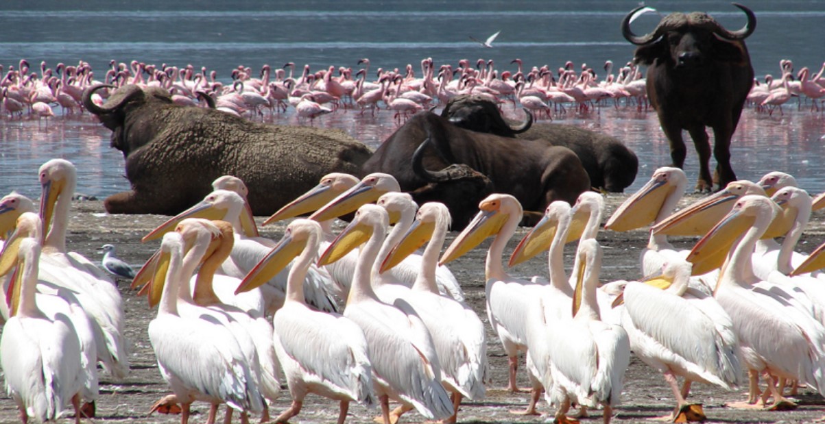 Filming in Lake Nakuru National Park