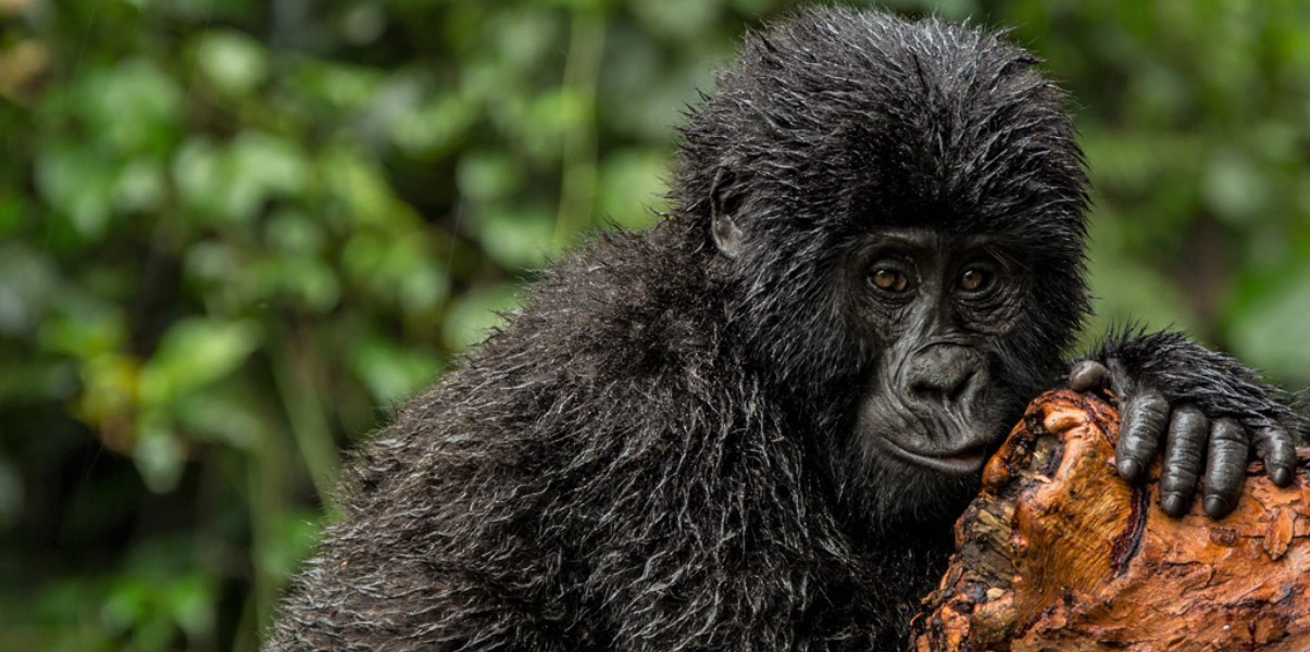 Gorilla Tracking in Mgahinga national park