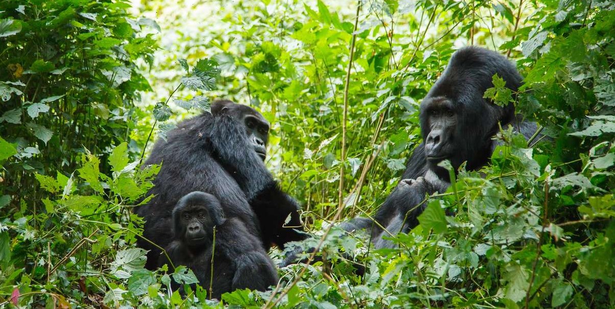 Gorilla families in Bwindi impenetrable national park