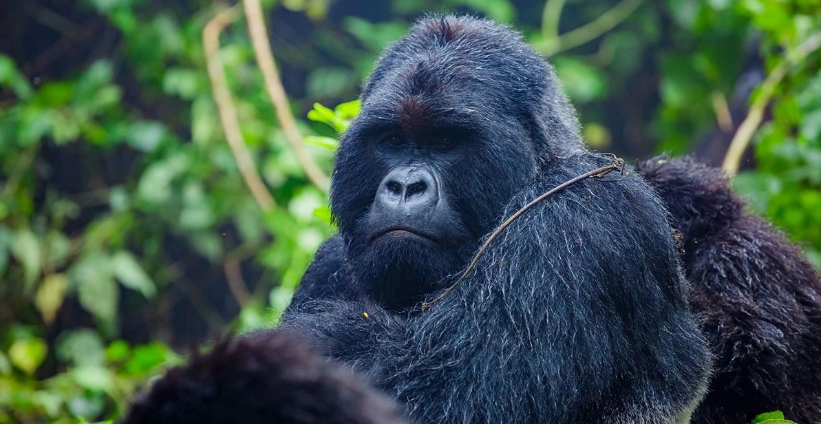 Safari to the Gorillas in Uganda: This is for a traveler or tourist is interested in the lifetime experience of mountain gorilla trekking in Uganda