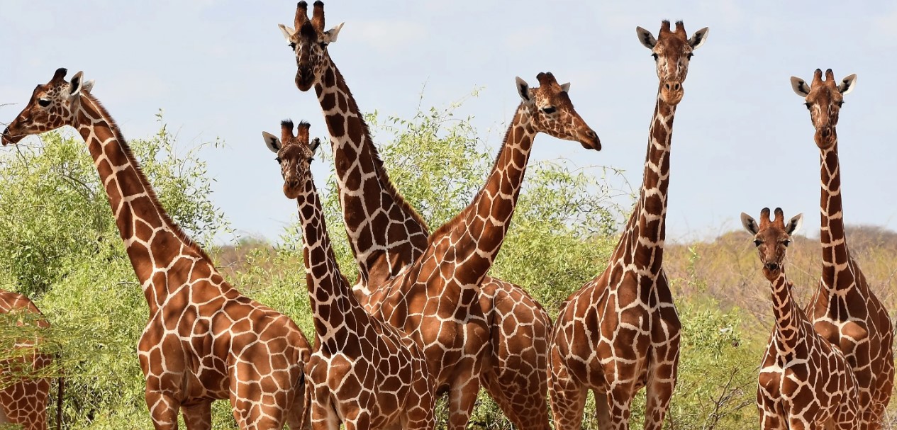 Filming In Garissa Community Giraffe Sanctuary Africa Adventure Vacatio Filming In Garissa Community Giraffe Sanctuary Africa Adventure Vacatio
