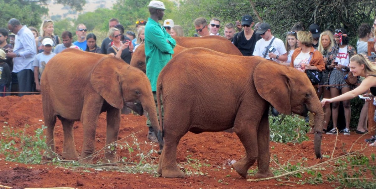Orphanage elephants and Rhino filming at Sheldric Wildlife Trust