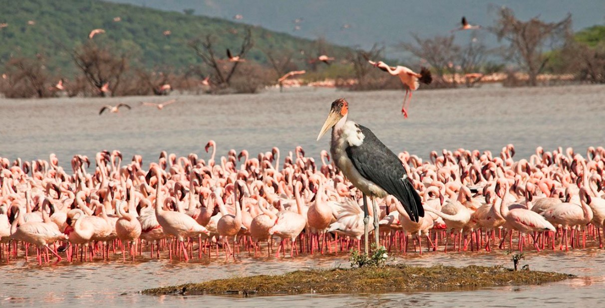 Filming Lake Bongoria in Kenya: The Lake is found on the floor on the Great Rift Valley and in 1973 was gazetted as the national Reserve