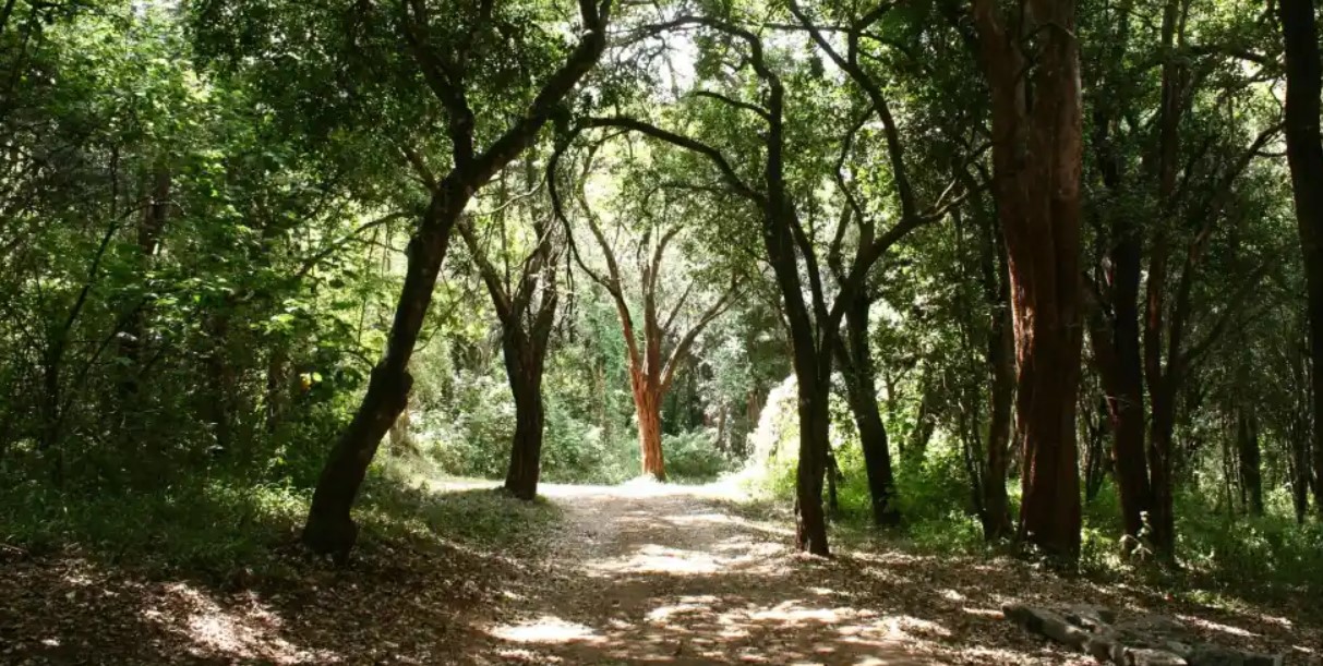 Filming Oloolua Forest Trail in Kenya one of the best forests that has been preserved for the future under the management of the National Museums of Kenya