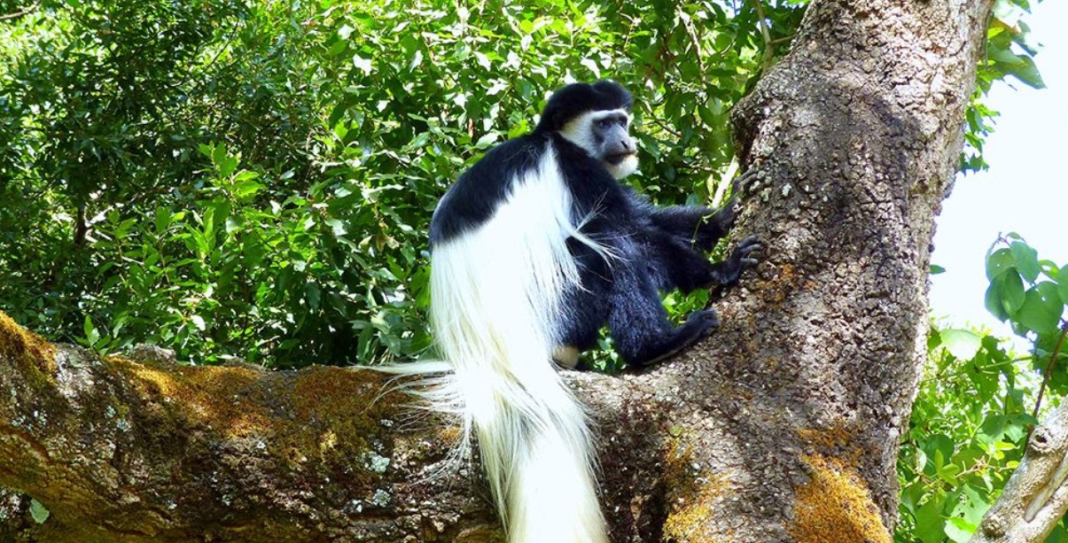 Filming the Colobus conservation in Kenya is known as the nonprofit conservation organization that is aimed at promoting conservation