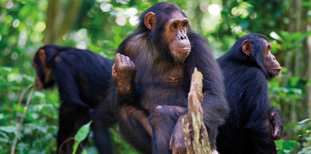 Best places for chimpanzee filming in Rwanda