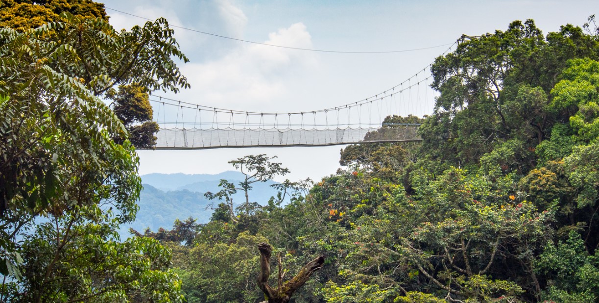 Filming Nyungwe Forest National Park