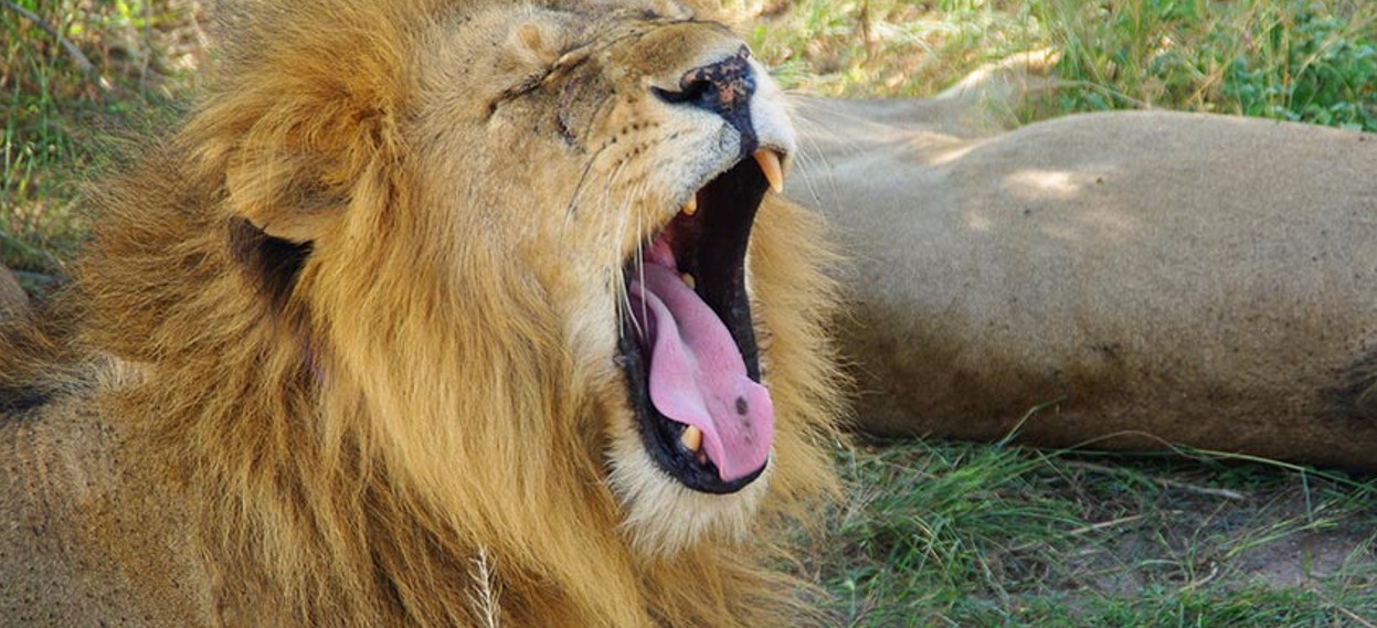 10 Days Wildlife Uganda And Primate Experience Safari