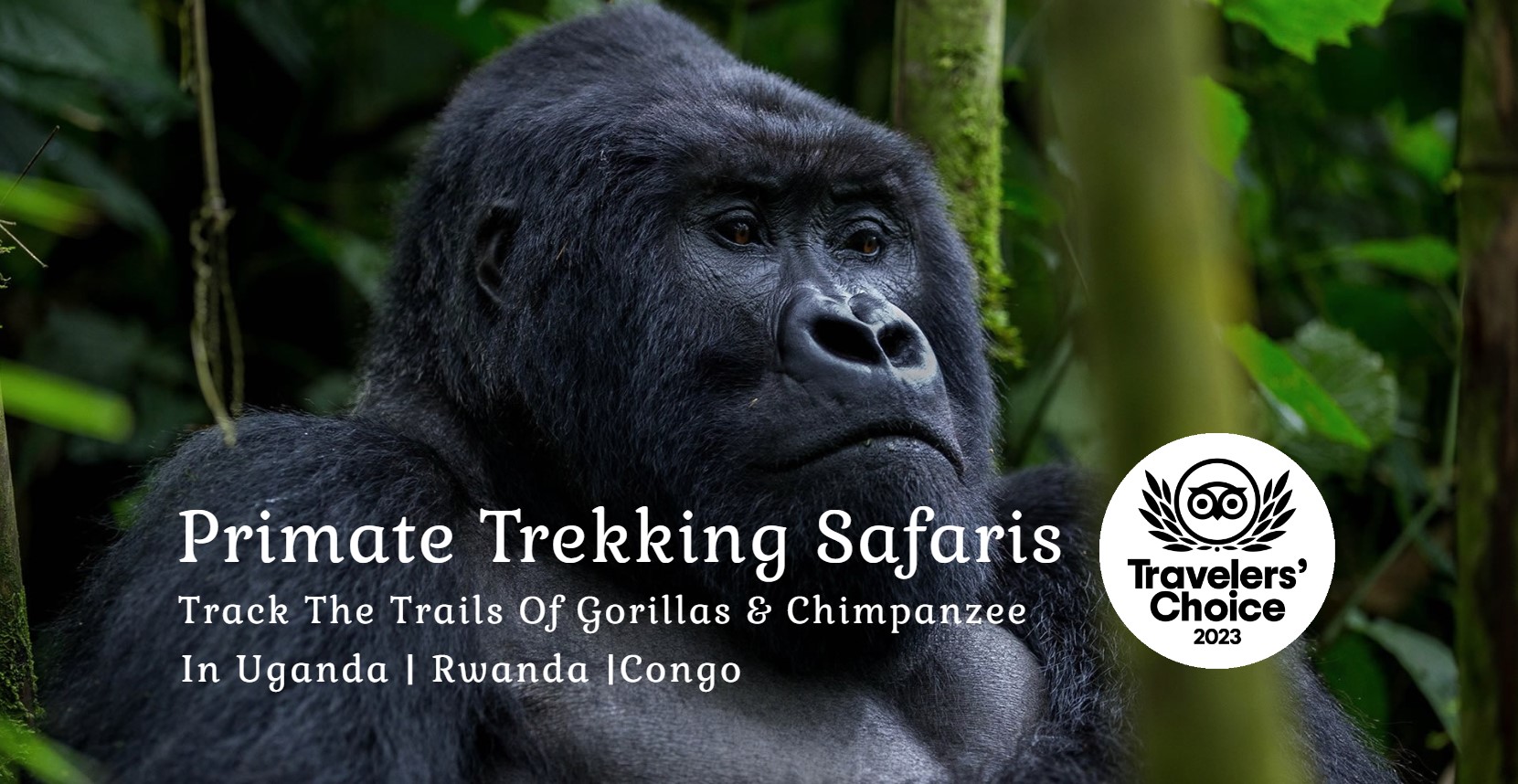 Primate Safaris uganda