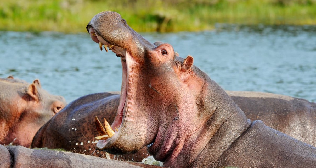 Rusizi National Park is an i deal place to see beautiful wildlife mammals